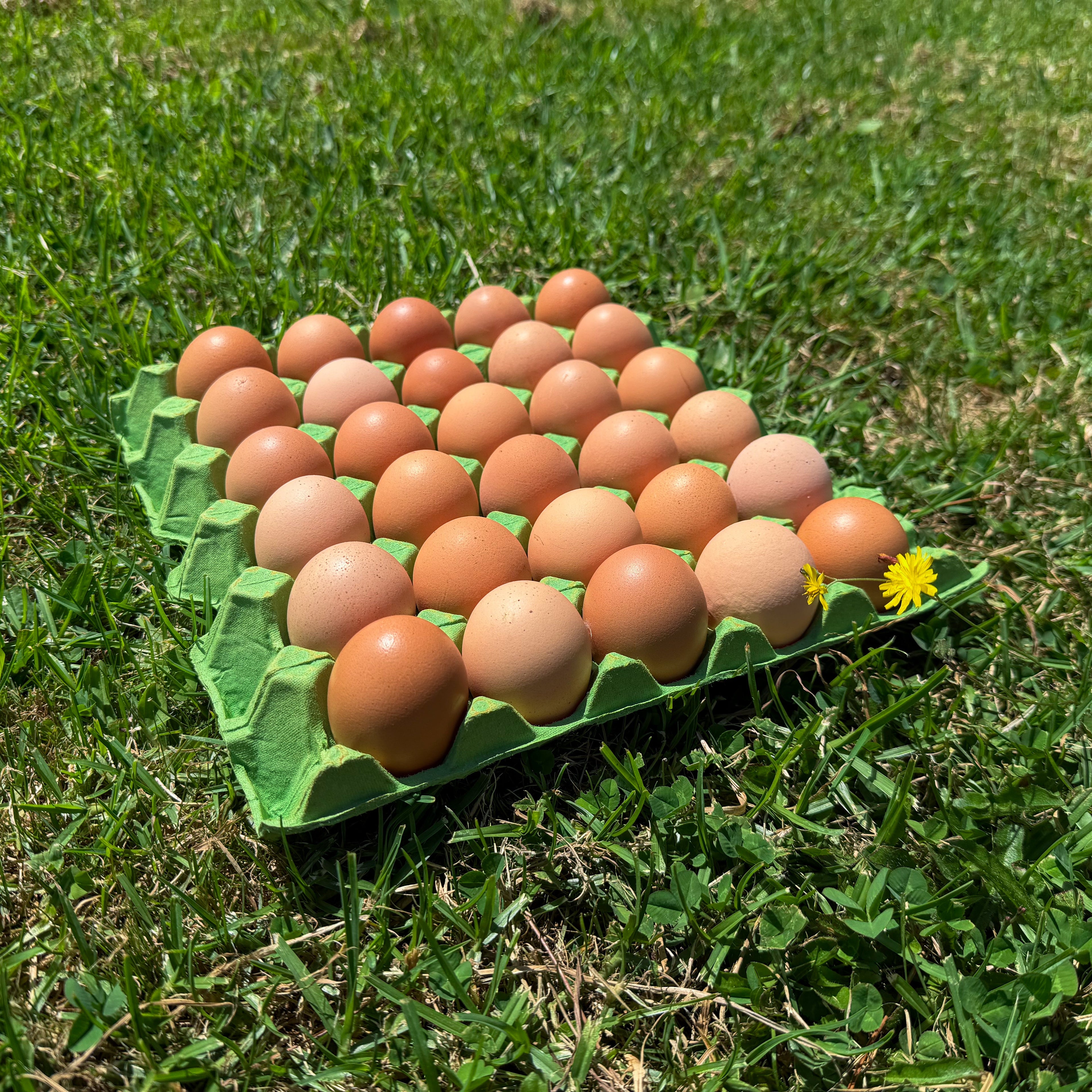 Family Tray